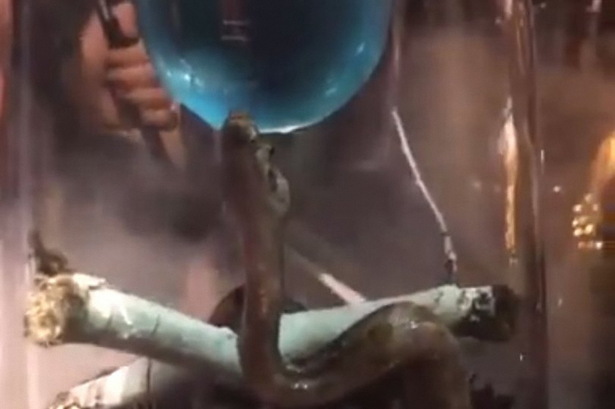 В Киеве бар предложил клиентам кальян с живой змеей (видео)