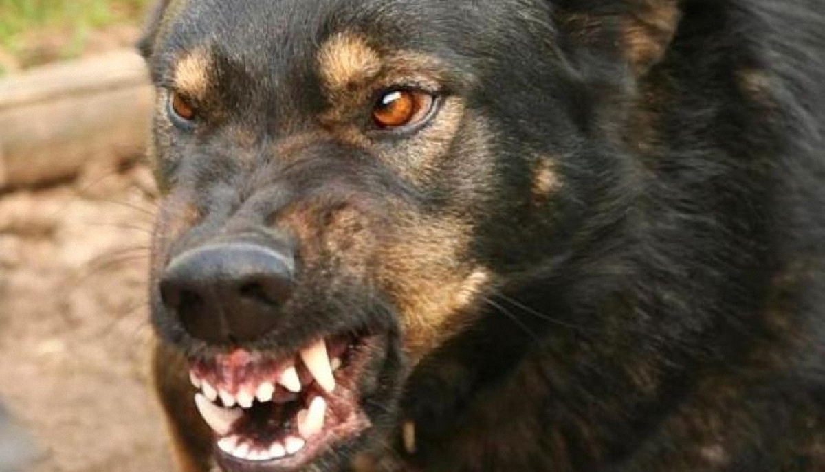 В ДНР собаки загрызли девочку