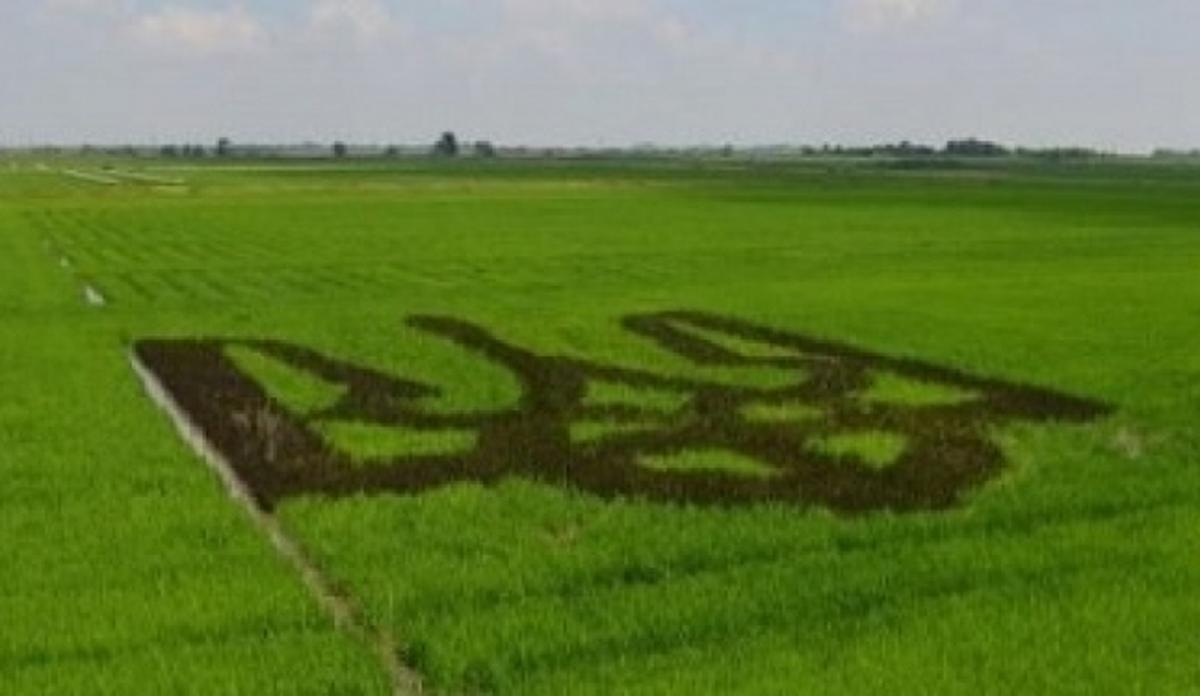 У Зеленского пообещали отменить мораторий на продажу земли и назвали дату