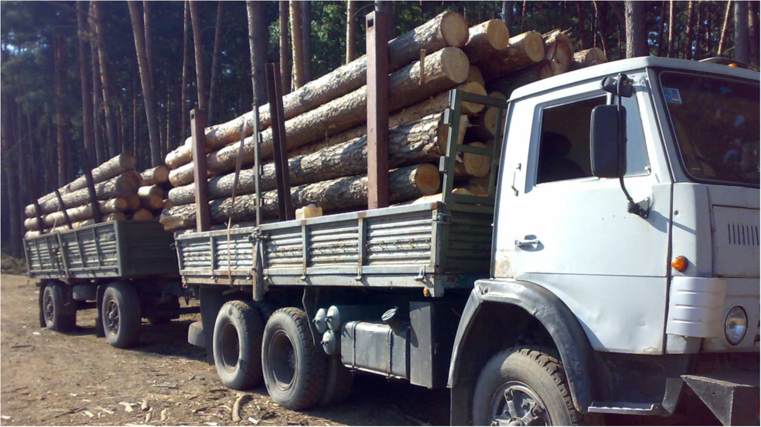 К ответственности привлекают тех, кто под видом дров продает в ЕС украинский лес-кругляк - фото 1