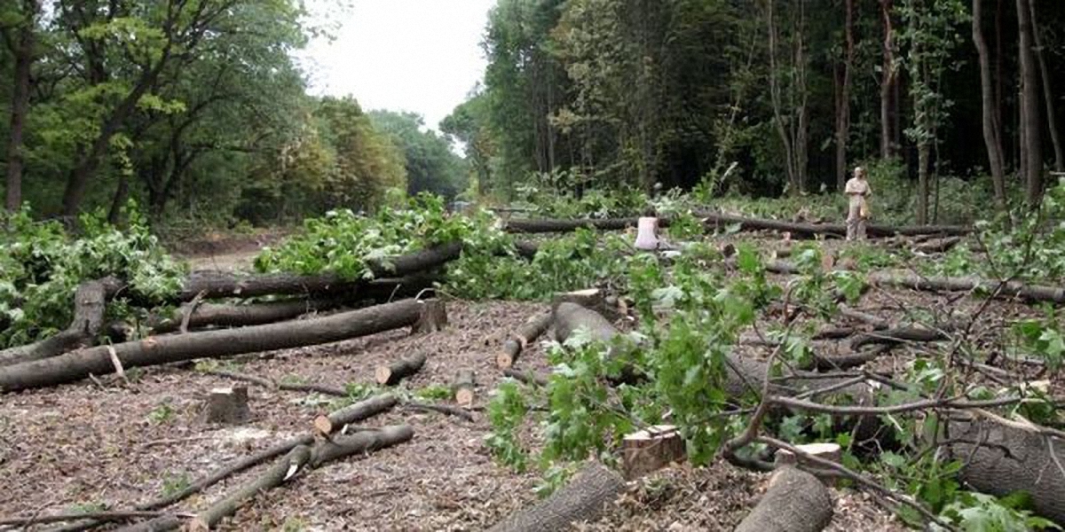 Сотрудники лесничества вместо охраны занимались вырубкой деревьев - фото 1