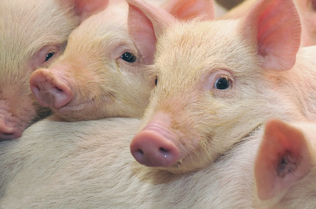Диагноз африканской чумы свиней был поставлен 4 ноября - фото 1