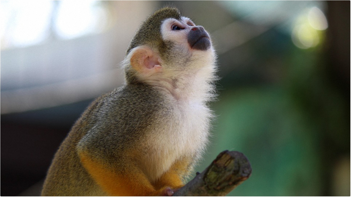 Капуцин - очень умная обезьяна, однако сумским чиновников придется обойтись без нее - фото 1