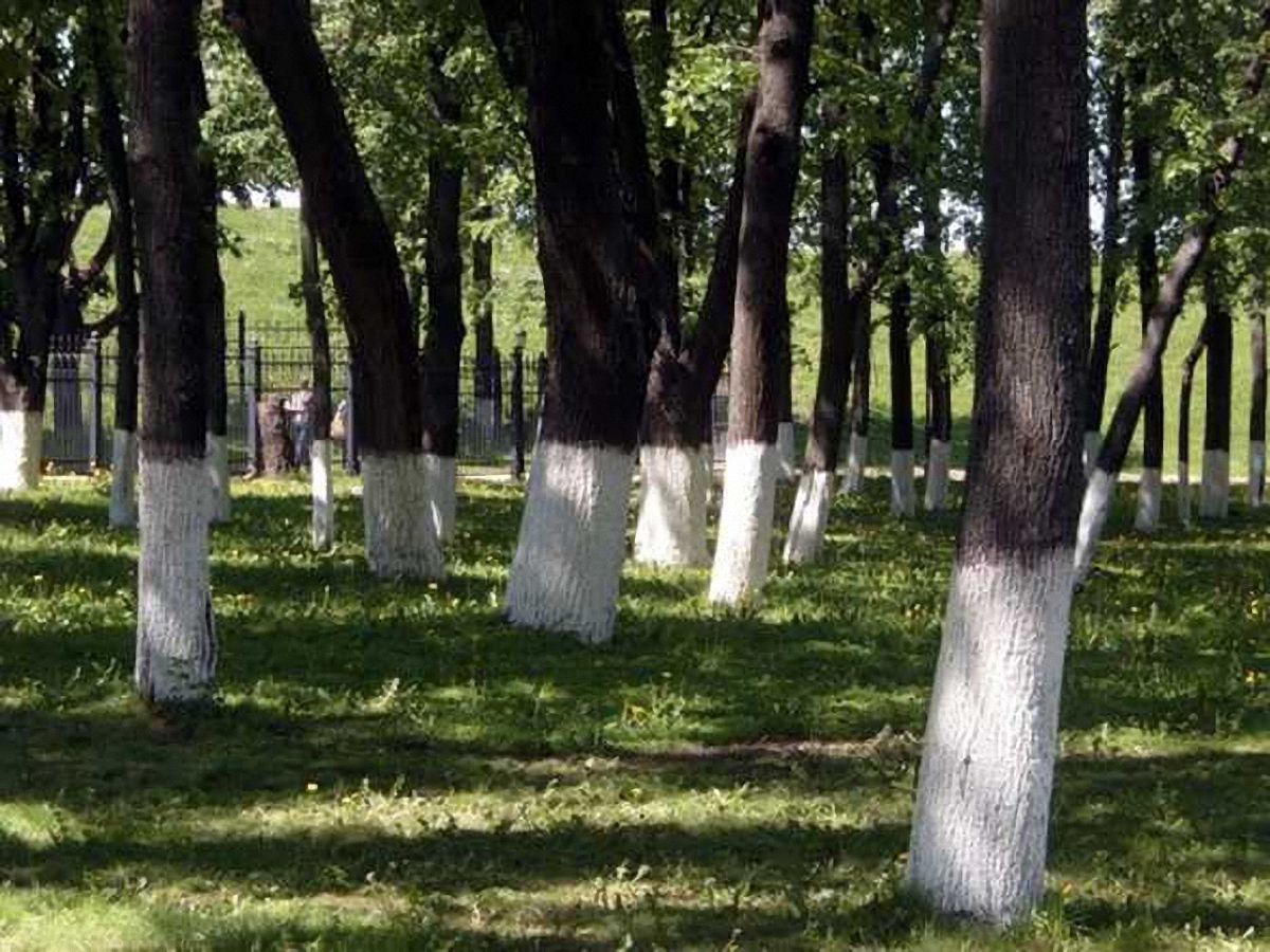 В Киеве больше не будут белить деревья - фото 1