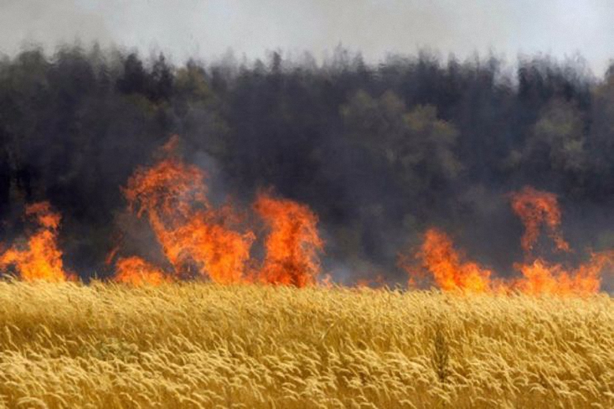 Девять регионов предупредили о высоком уровне пожарной опасности - фото 1