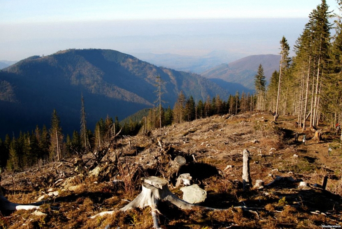 За вырубку леса грозит до 5 лет тюрьмы - фото 1
