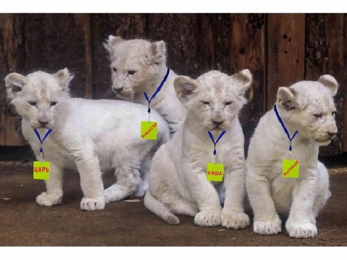 В Крыму родились 4 белых львенка - фото 1