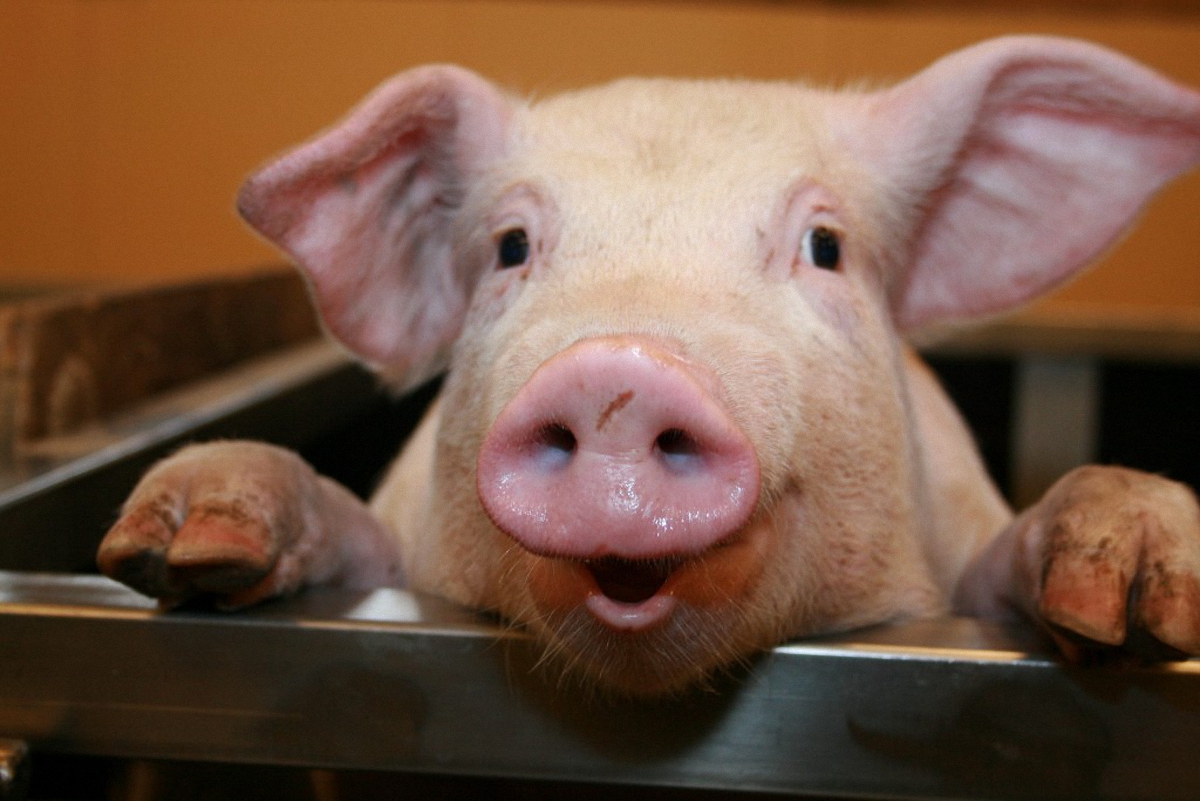 Россия закрыла поставки свинины из-за Рогозина  - фото 1