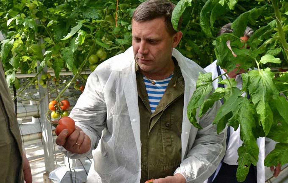 Захарченко приказал отбирать урожай у жителей "ДНР" - фото 1