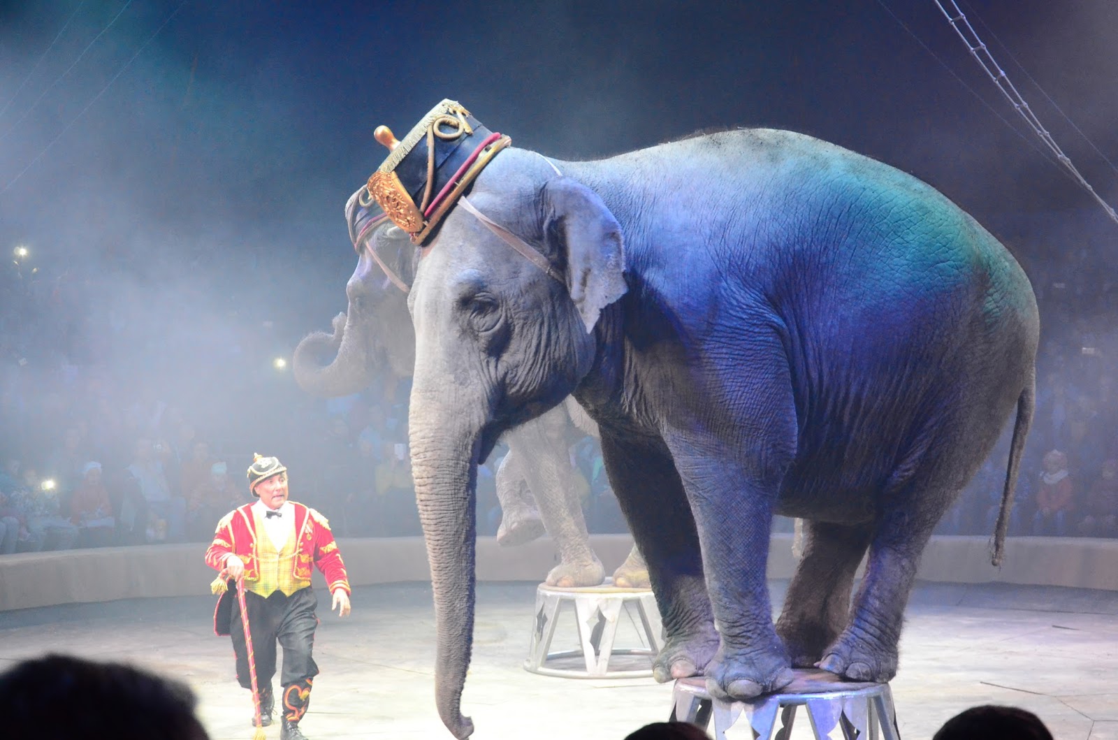 Циркам-шапито запретили использовать животных - фото 1