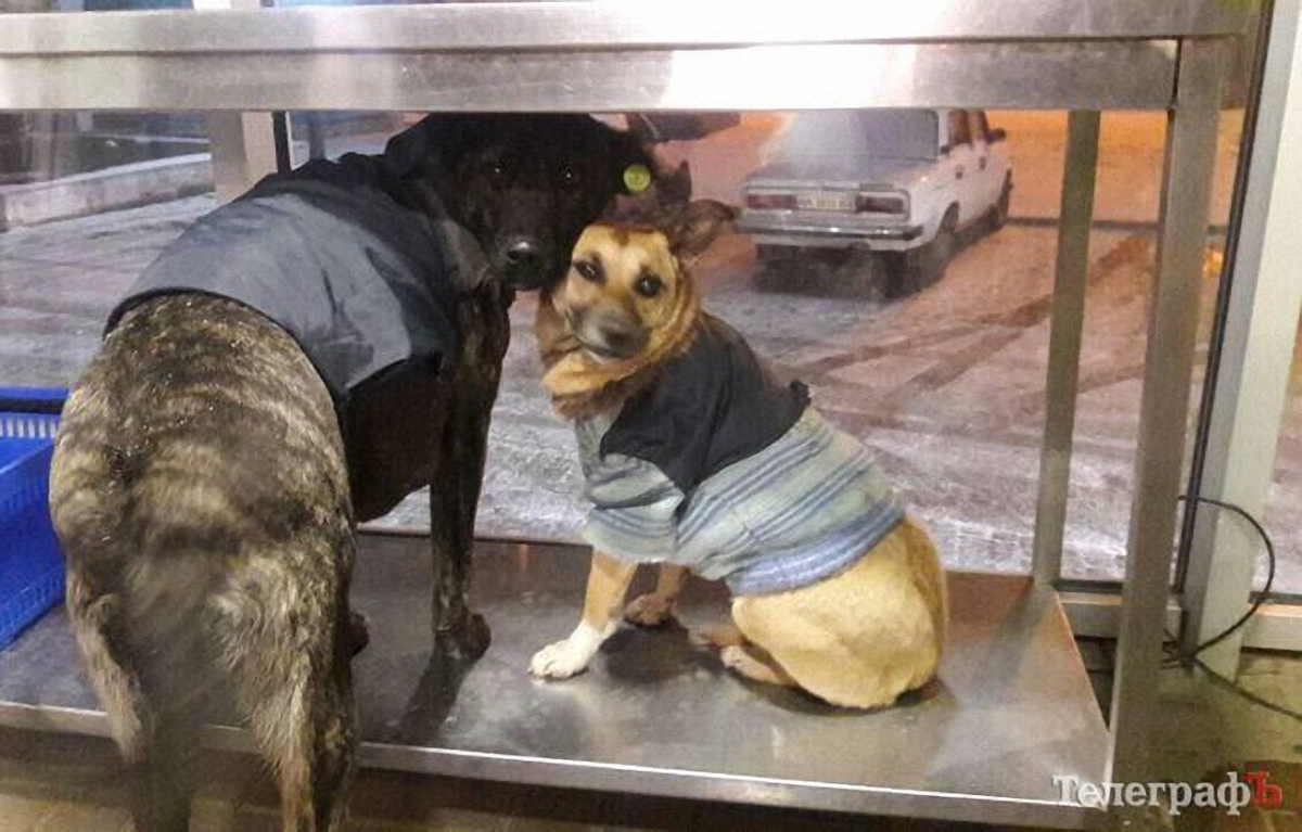 Бездомные собаки ходят в свитерах - фото 1