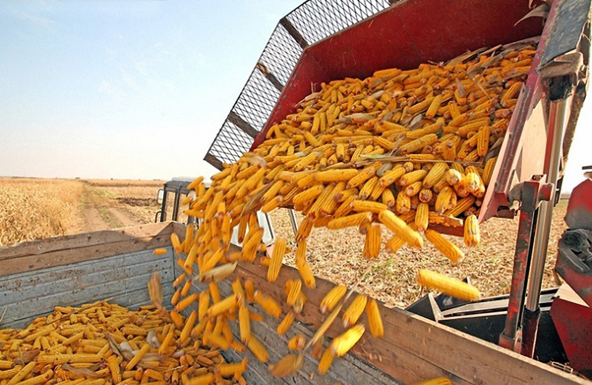 В Китай украинская кукуруза - фото 1