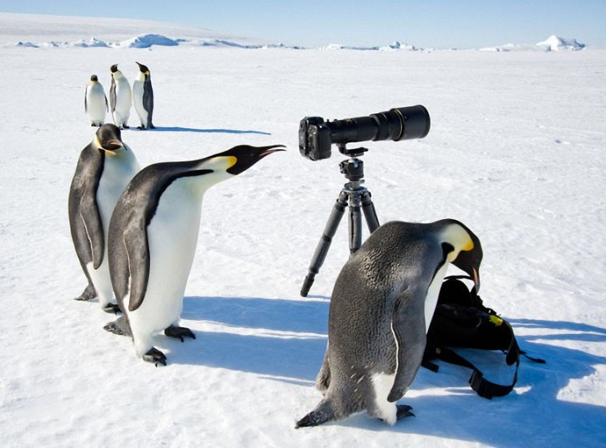 В Антарктиде пингвины мастерски сняли видео - фото 1