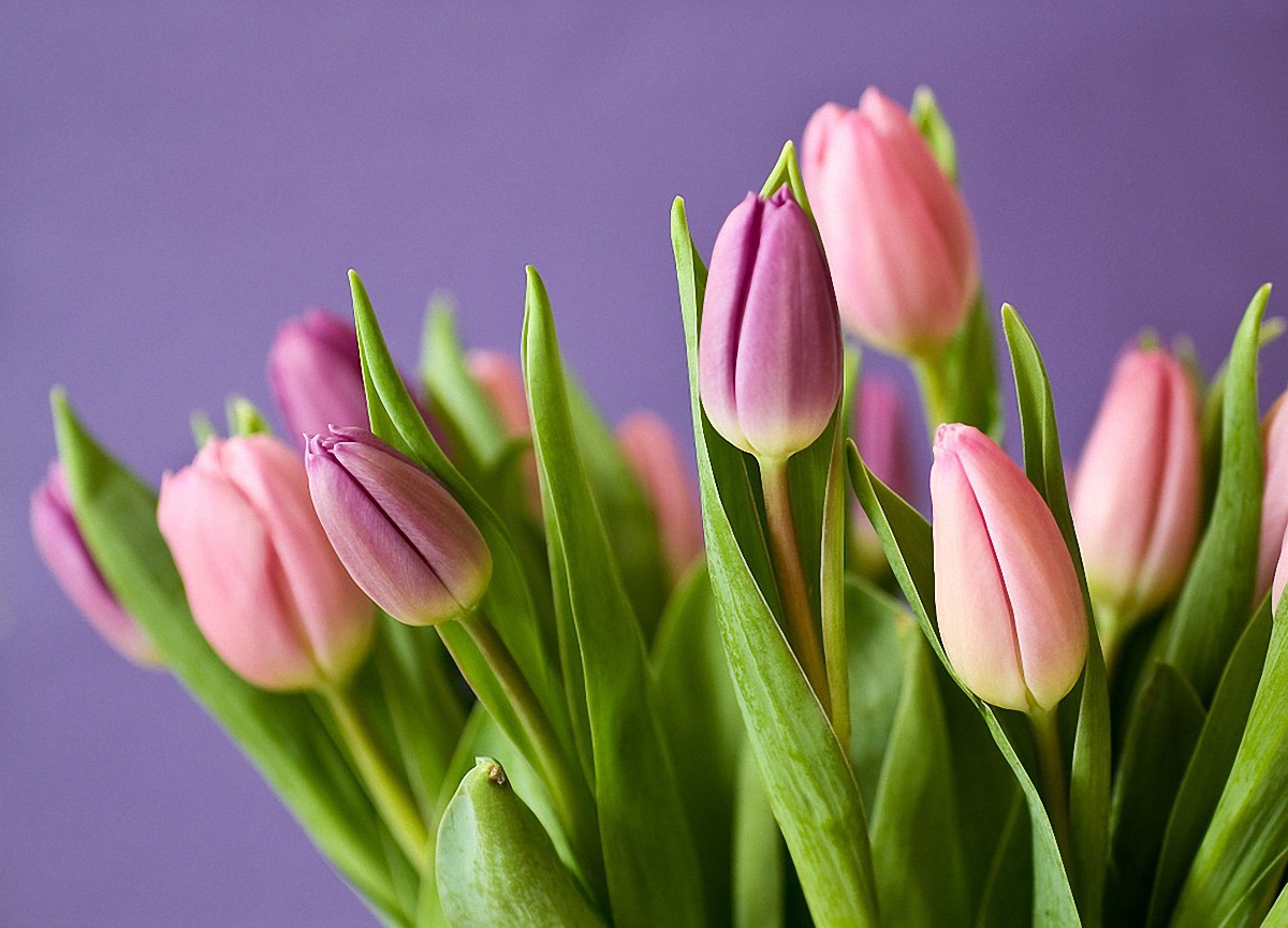 Тюльпаны любимым можно дарить теперь не только 8 марта - фото 1