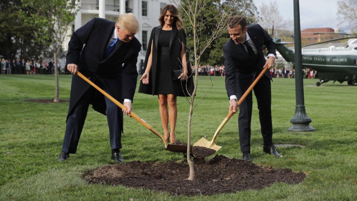 С лужайки Белого дома исчез дуб, который садили Трамп и Макрон - фото 1