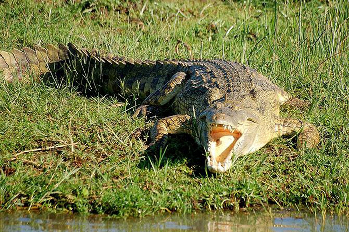 По Белогород-Днестровскому бегал крокодил - фото 1