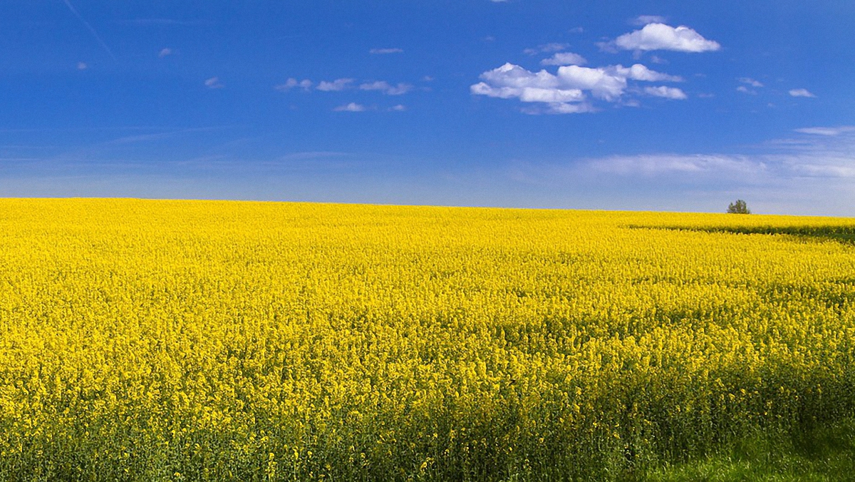 ЕСПЧ занялся украинским мораторием на продажу сельхозземель - фото 1