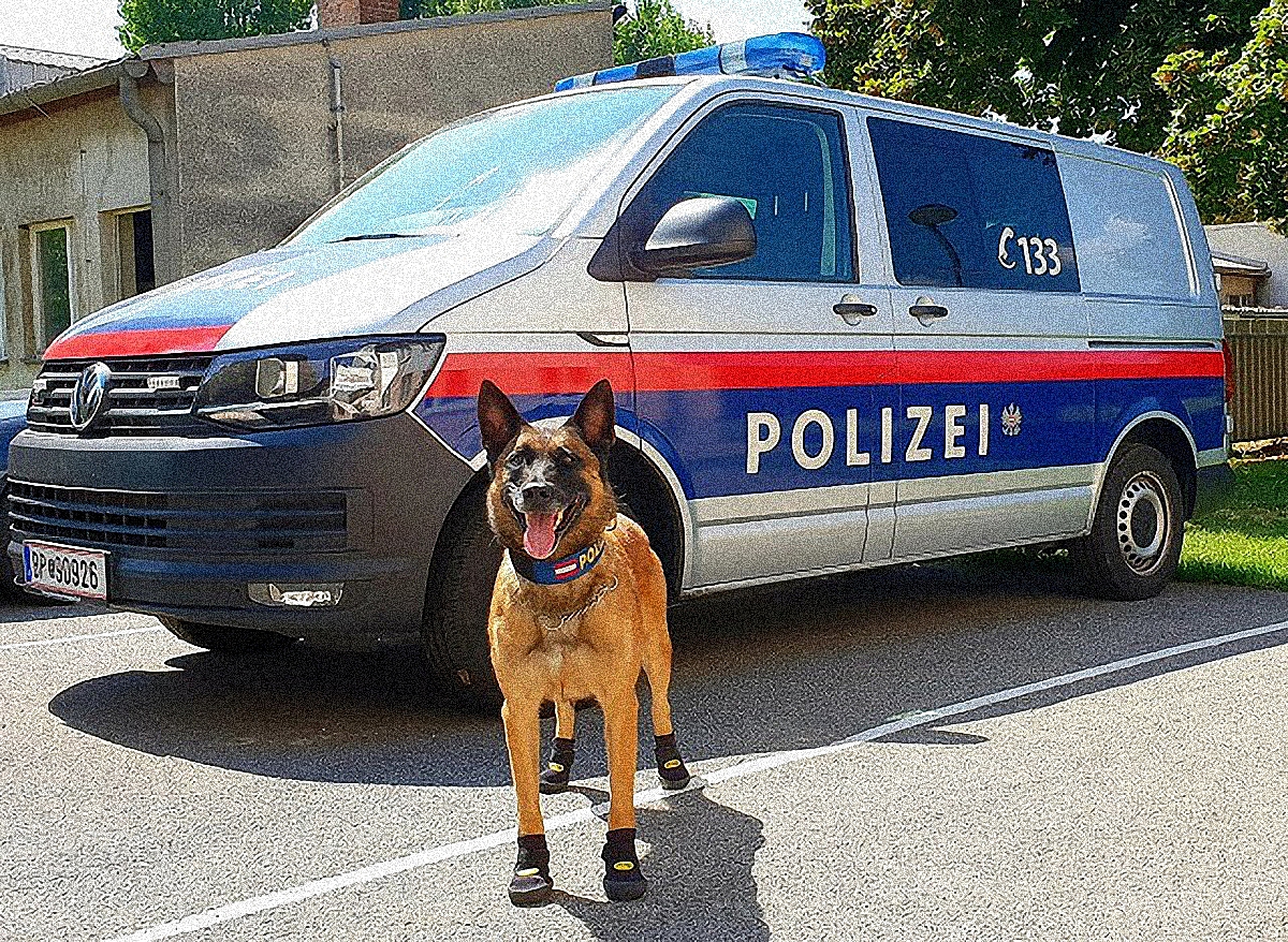 В столице Австрии полицейским собакам будут выдавать обувь - фото 1