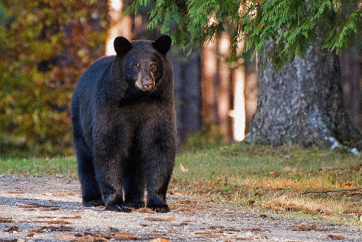 В Канаде 95-летняя женщина прогнала медведя-грабителя, который забрался к ней в дом - фото 1