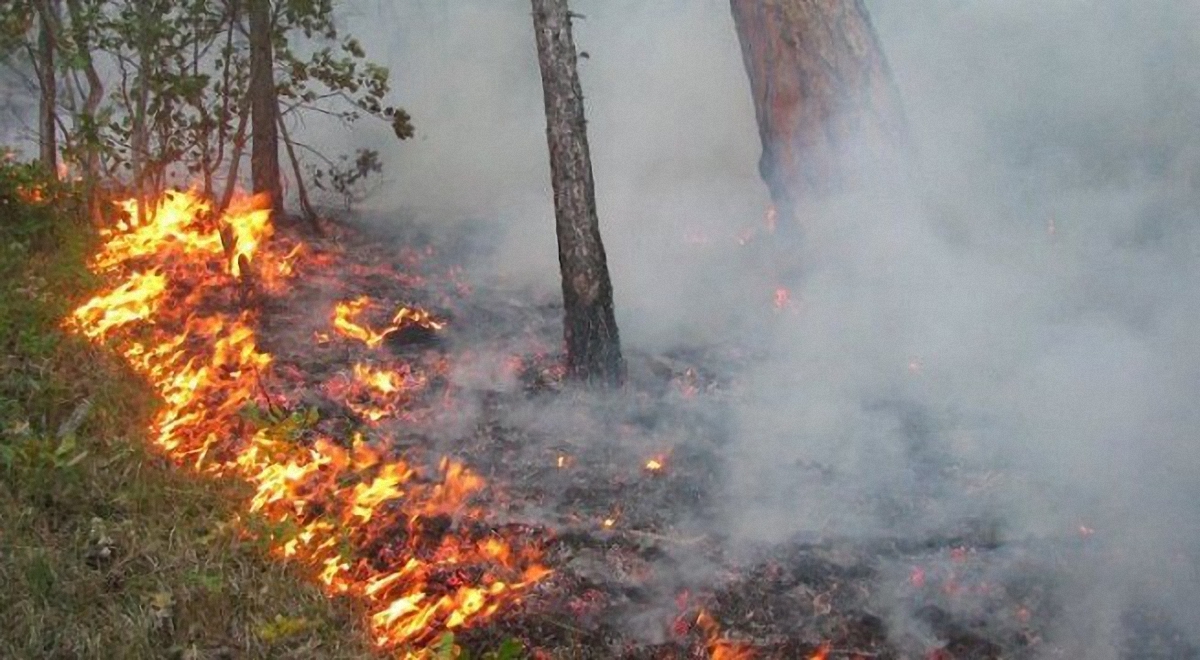 В Луганской области потушили масштабный пожар - фото 1
