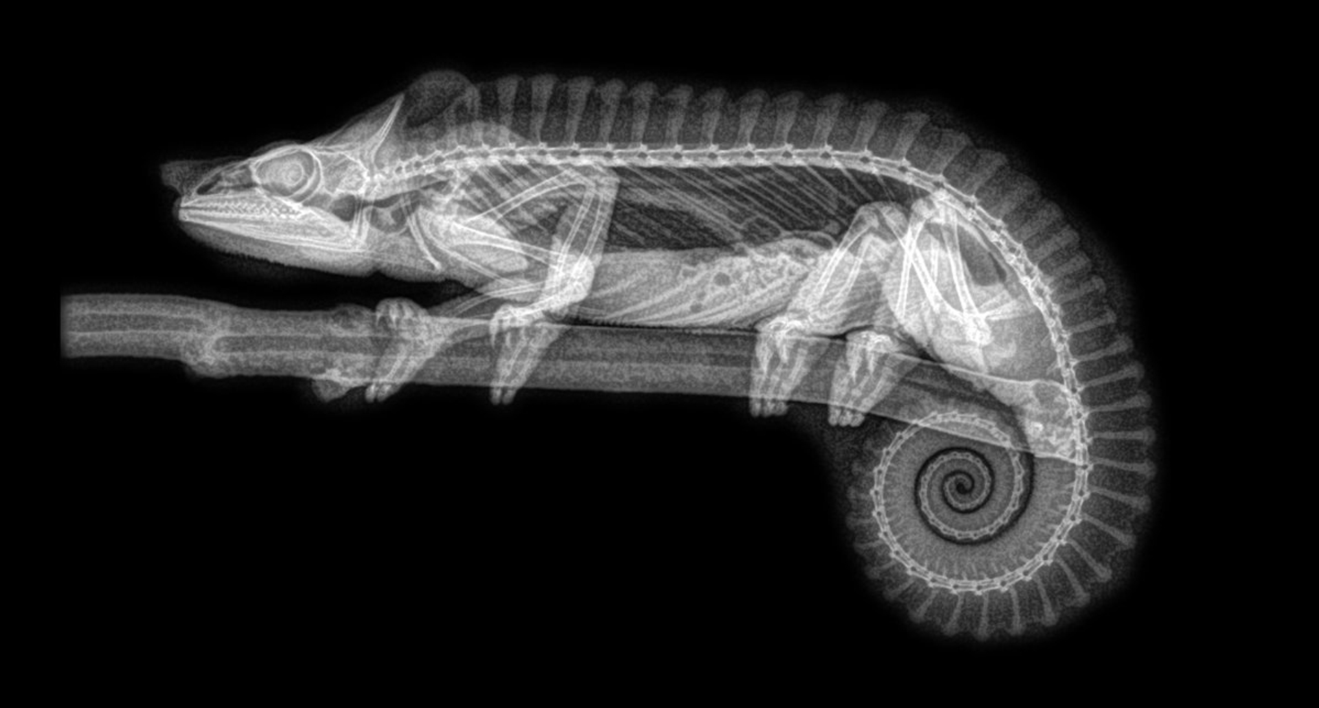 Зоопарк в Орегоне показал рентгеновские снимки живтоных - фото 1