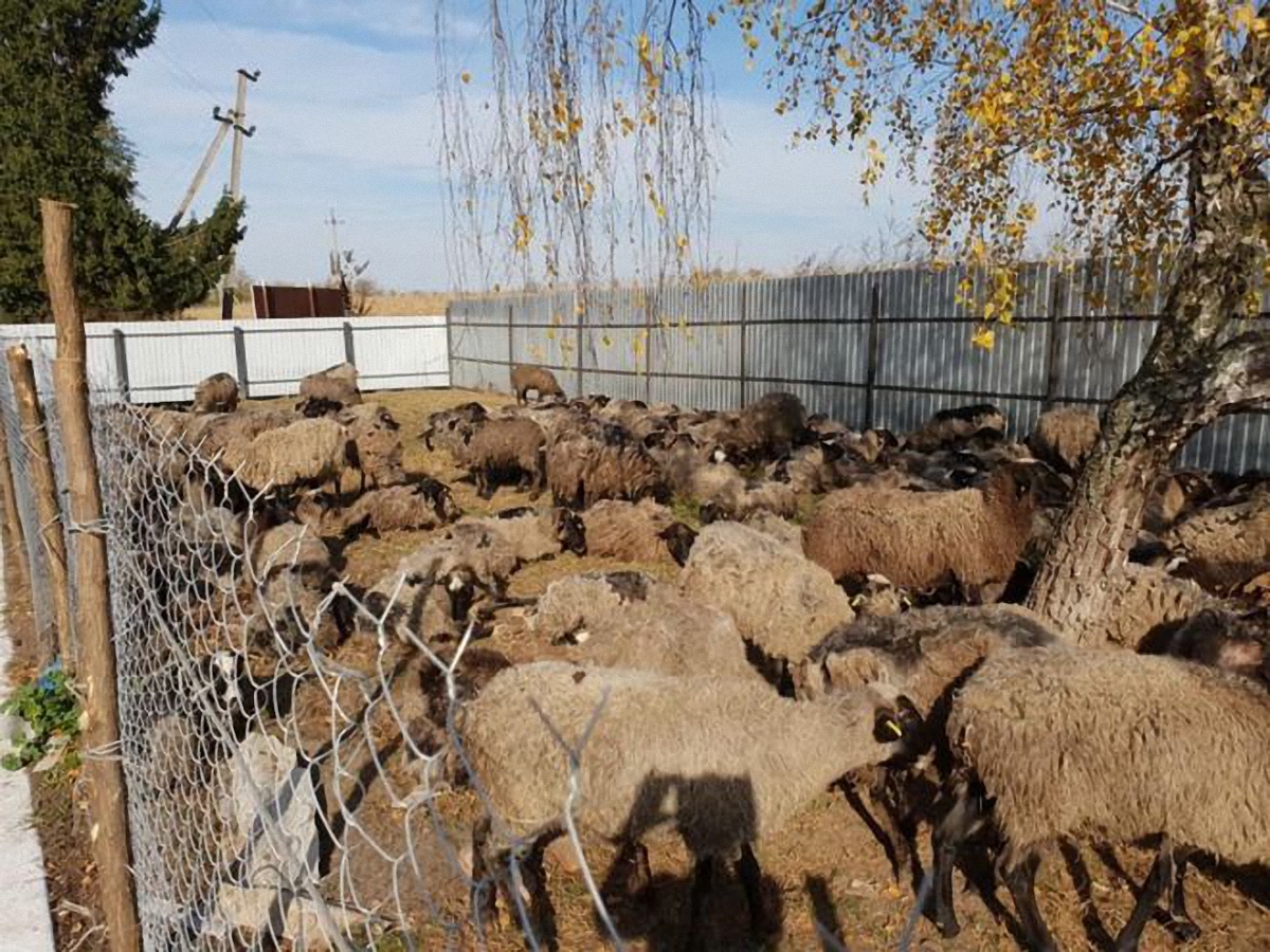 Стала известна судьба овец из Одеской области - фото 1