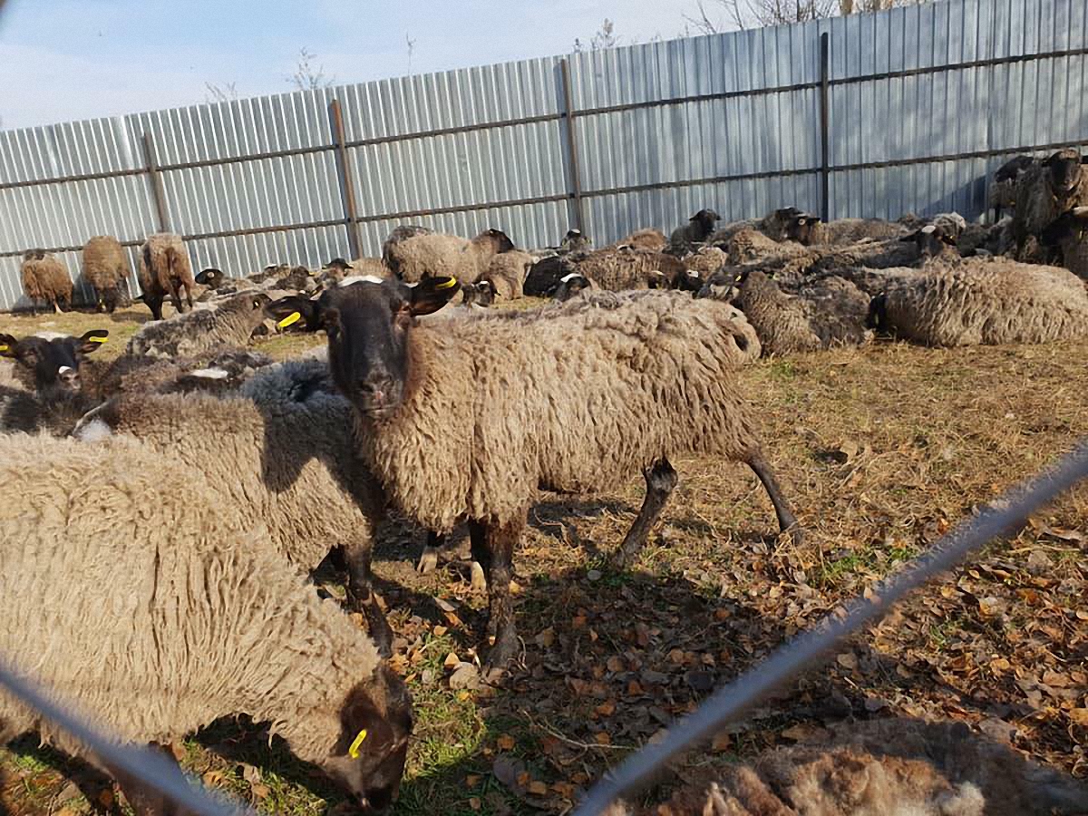 Зоозащитники ходят выкупить спасенных из черноморского порта овец - фото 1