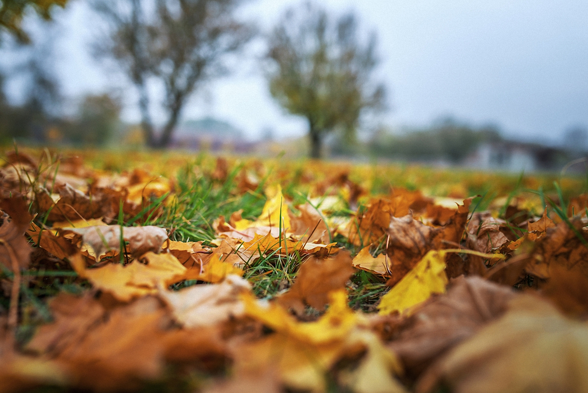 В Киеве планируют перерабатывать опавшие листья на топливные брикеты - фото 1