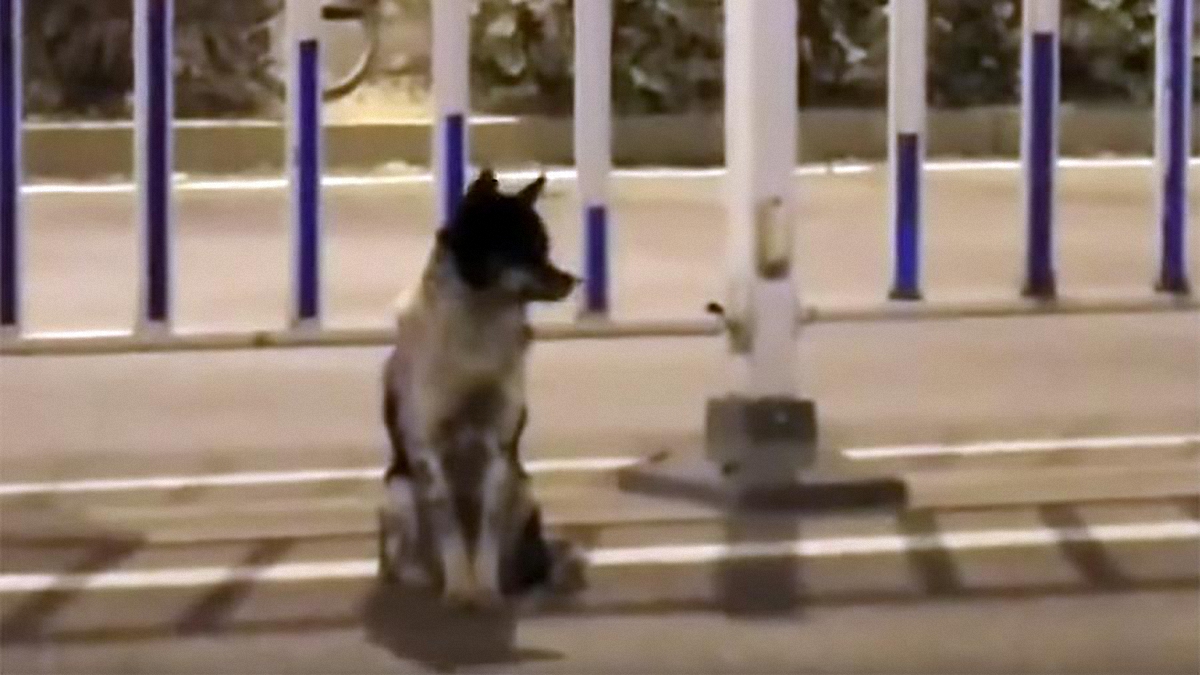 В Китае собака более 80 дней ждет на дороге свою хозяйку, которая погибла на этом месте - фото 1
