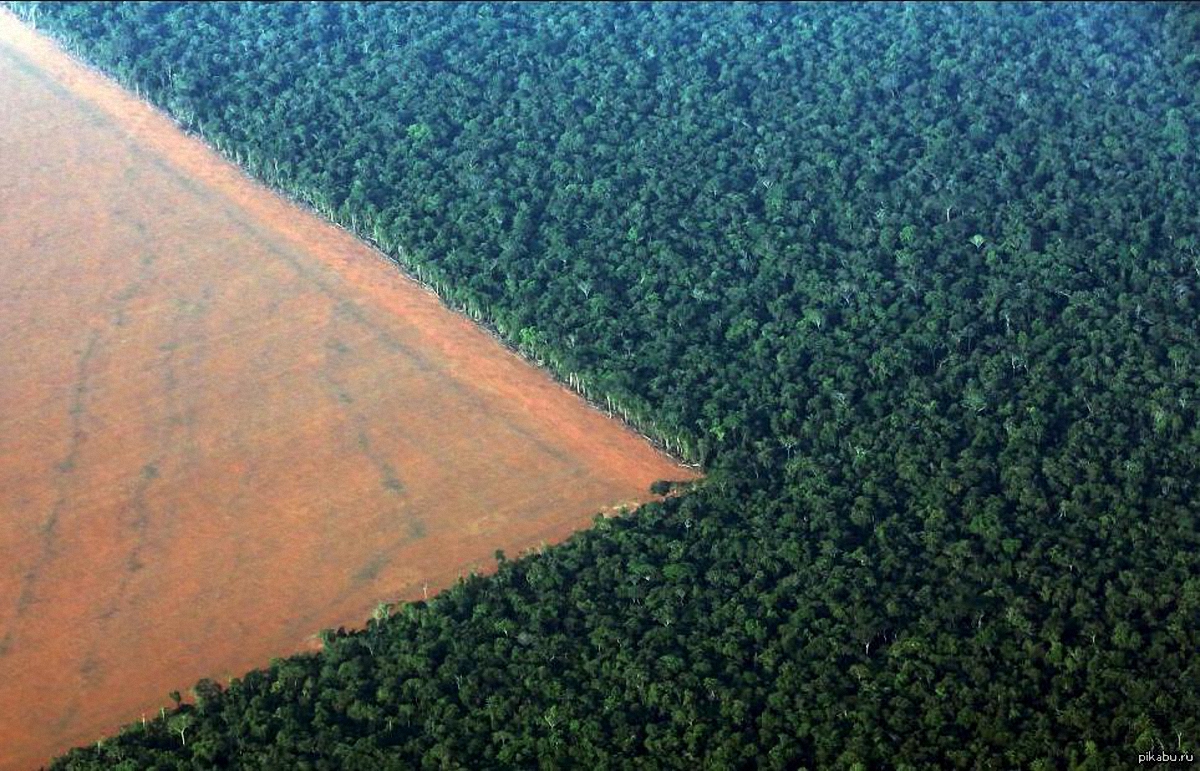 За год в Бразилии уничтожили 7,9 тысяч квадратных километров тропического леса - фото 1