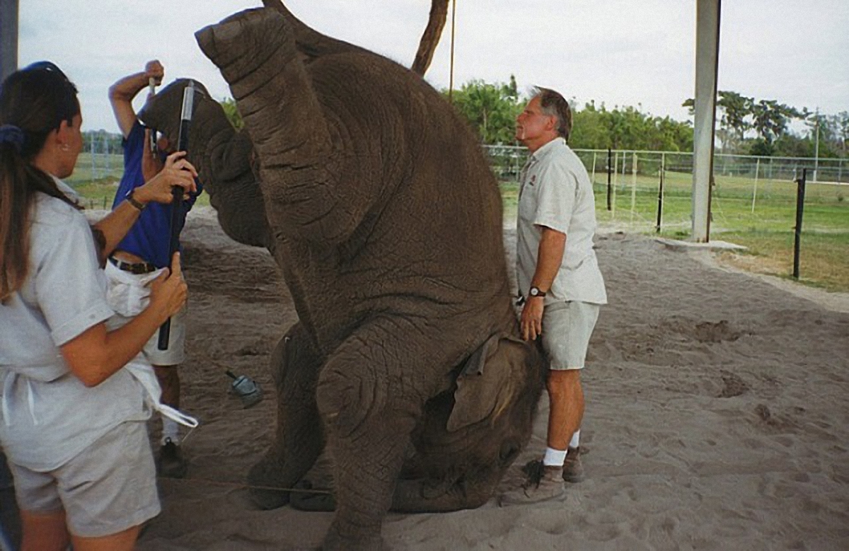 В одном из штатов Америки запретили эксплуатировать животных в цирке - фото 1