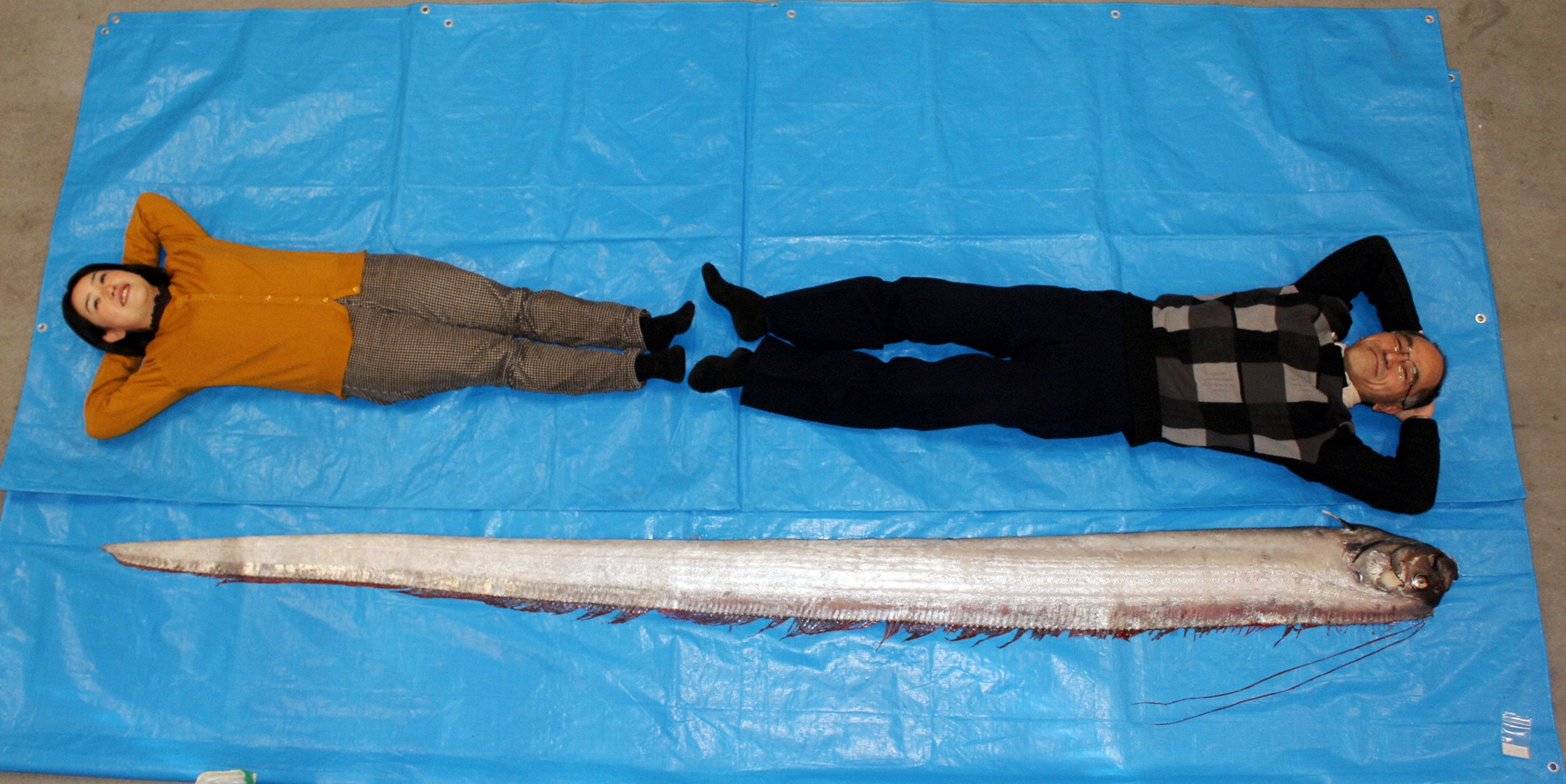 В Японии на берег выбросилась самая длинная в мире рыба - фото 1