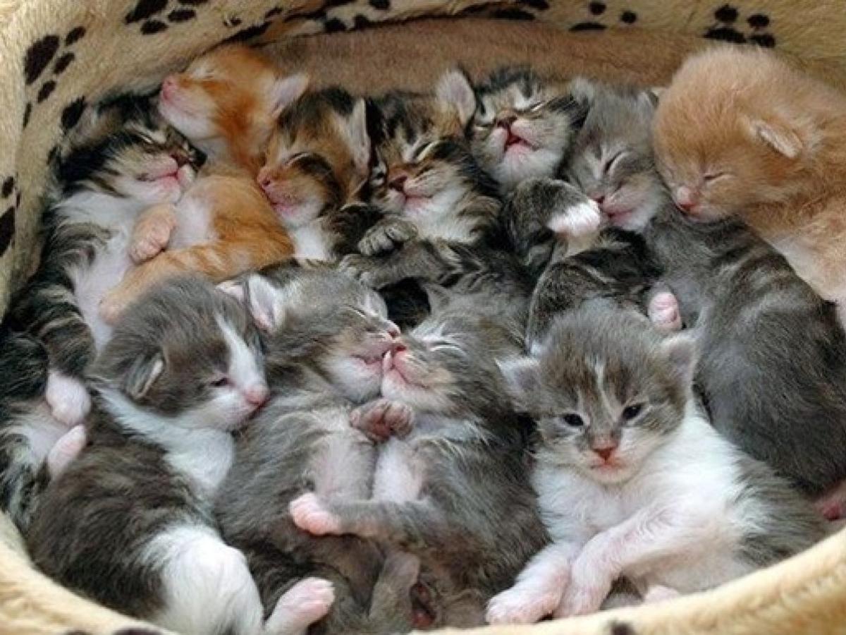 Издевавшийся над котятами преступник получил 7,5 лет тюрьмы - фото 1