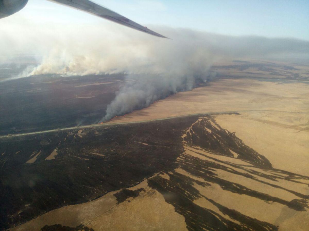 Пожар в лесу Одесской области продолжается - фото 1