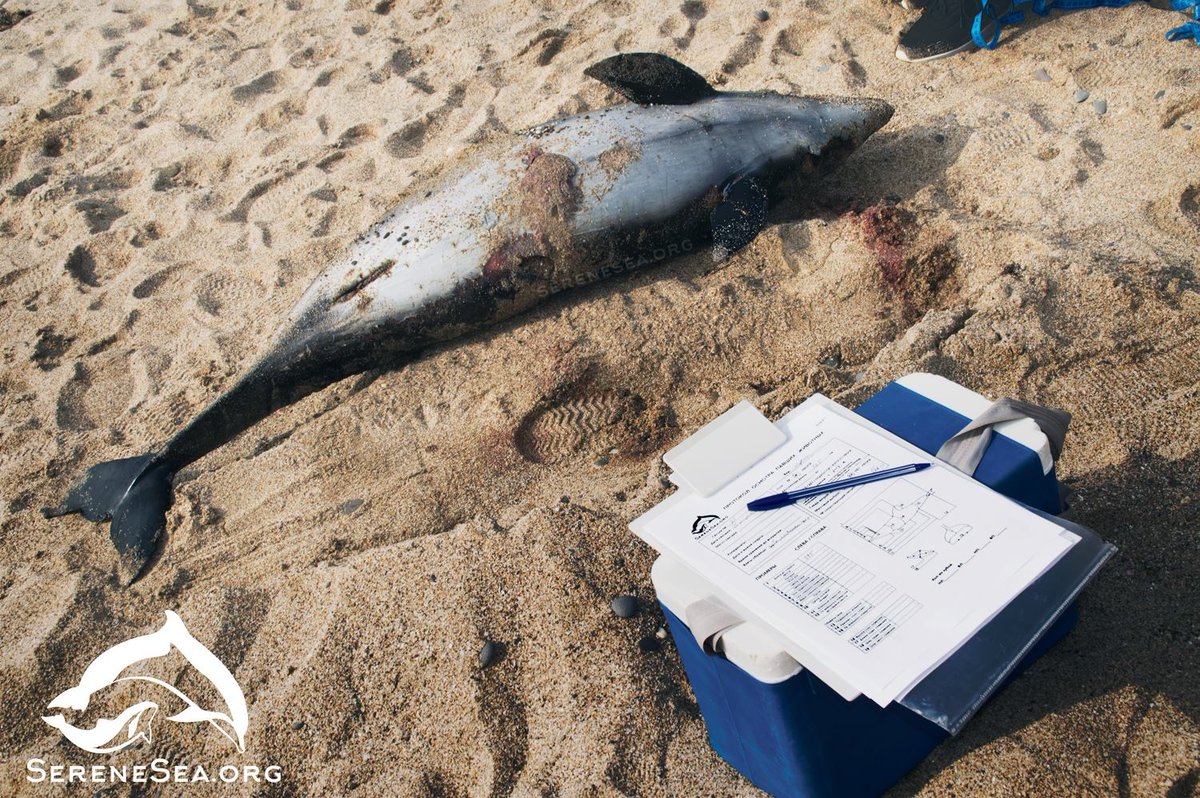 На берегу Крыма находят десятки погибших дельфинов - фото 1
