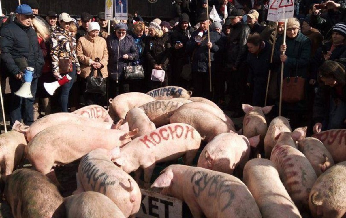 В Киеве устроили акцию свиней против Свинарчуков - фото 1