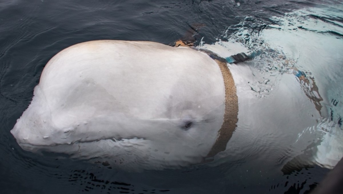 Норвежцы "спалили" российского кита-шпиона – ВИДЕО  - фото 1