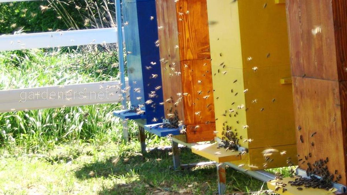 Характеристики и виды популярных уликов для пчел - фото 1