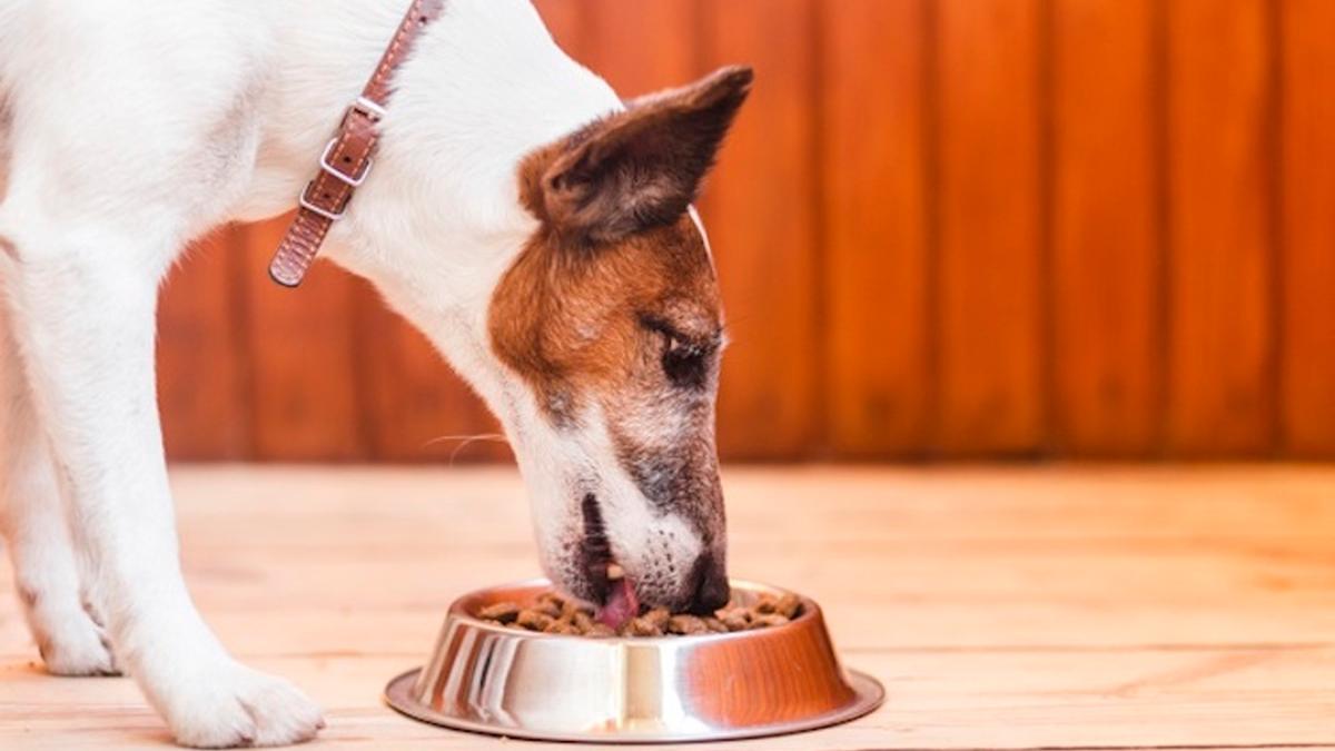 Вологий корм для собак: переваги, види та правильний вибір у BestPet - фото 1