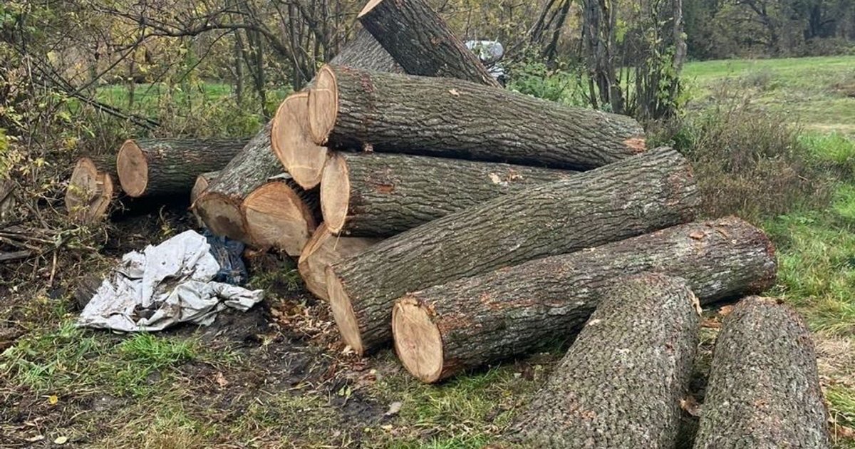 Золоті дрова: що можна безкоштовно збирати в лісі, а за що «впаяють» 34 тисячі штрафу - фото 1