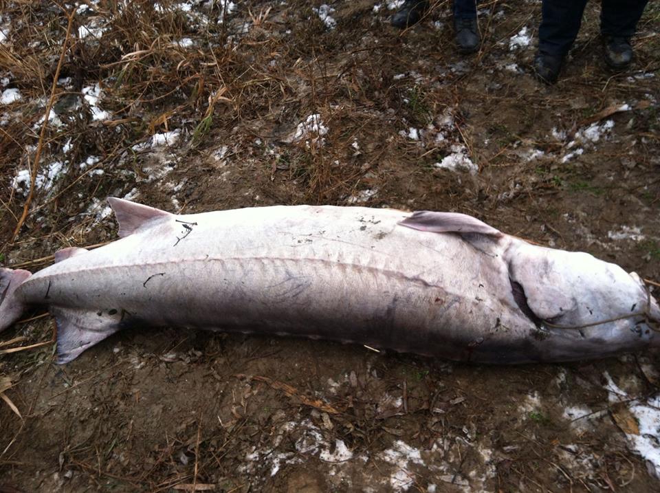 Пограничники задержали рыбака с незаконно выловленной 120- килограммовой белугой - 27242 Пограничники задержали рыбака с незаконно выловленной 120- килограммовой белугой - фото 27242