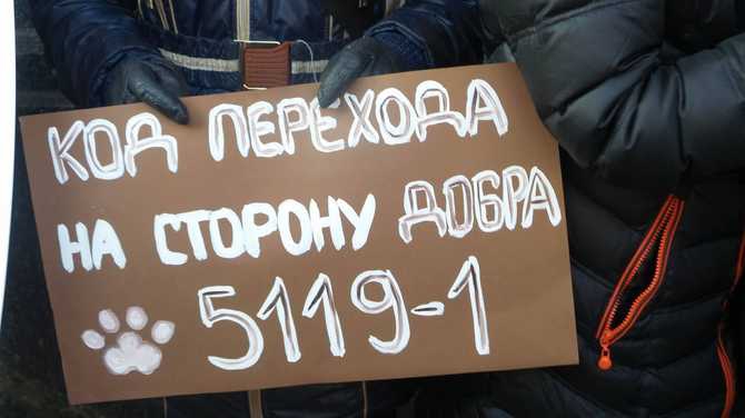 Защитники животных пикетируют ВР с требованием ужесточить наказание за живодерство - 30279 Защитники животных пикетируют ВР с требованием ужесточить наказание за живодерство - фото 30279