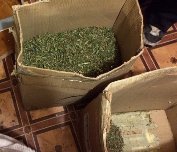 В Кропивницком у местного жителя обнаружили марихуаны почти на 2 млн гривен - 35574 В Кропивницком у местного жителя обнаружили марихуаны почти на 2 млн гривен - фото 35574