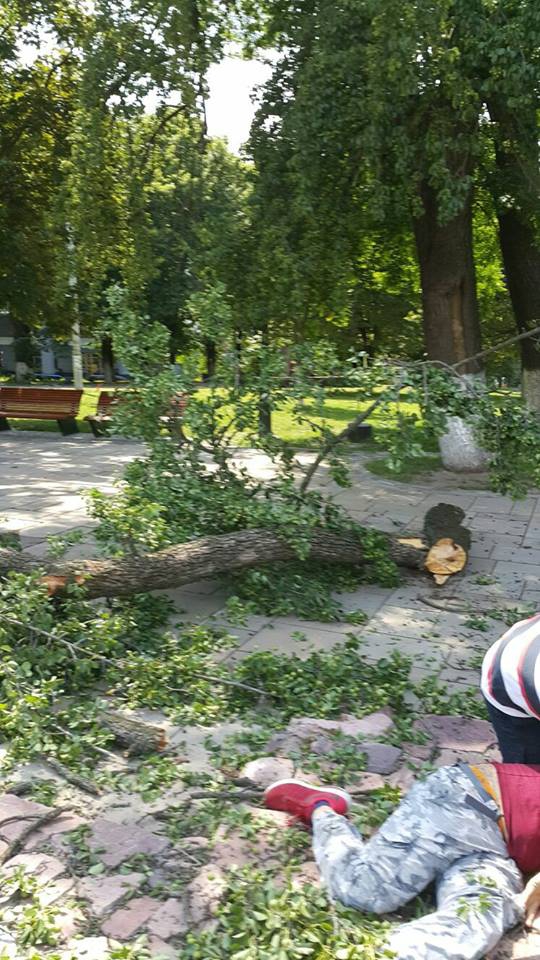 В центре Киева упавшая с дерева ветка сломала 22 кости турецкому спасателю - 56021 В центре Киева упавшая с дерева ветка сломала 22 кости турецкому спасателю - фото 56021