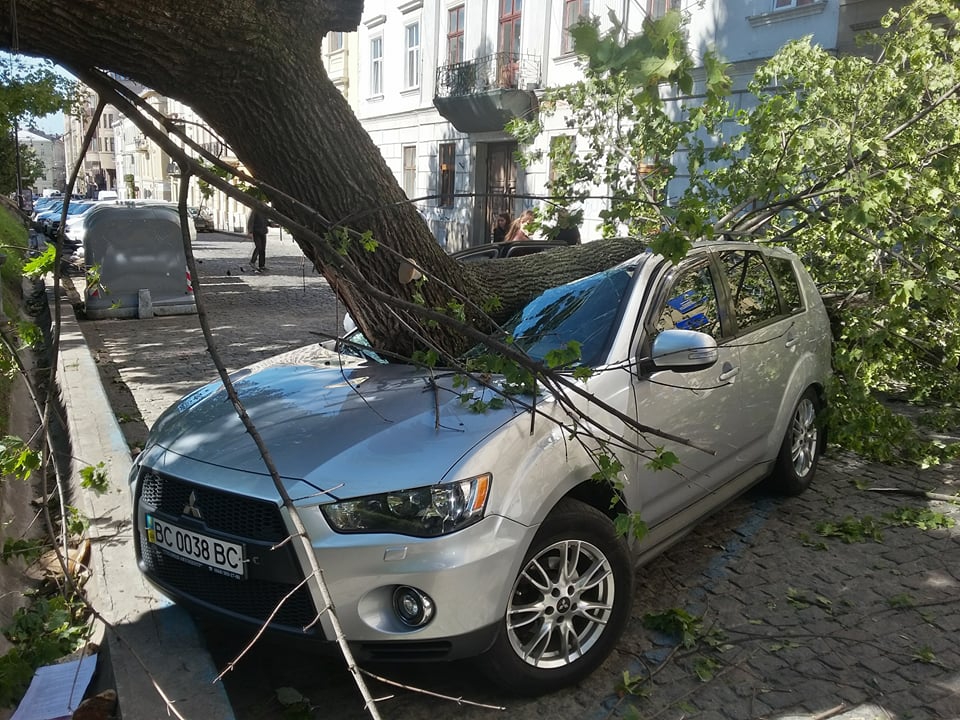 В центре Львова дерево полностью раздавило машину нардепа (фото) - 73841 В центре Львова дерево полностью раздавило машину нардепа (фото) - фото 73841