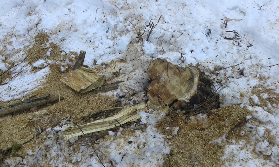 В киевском дендропарке неизвестные вырубают деревья - 108059 В киевском дендропарке неизвестные вырубают деревья - фото 108059