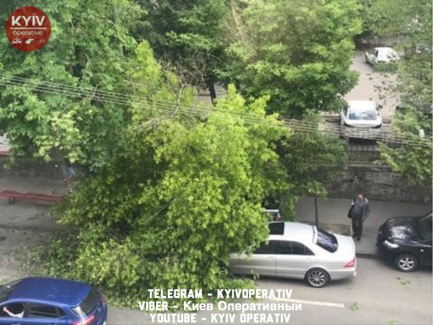 В Киеве дерево пробило крышу Range Rover - 125167 В Киеве дерево пробило крышу Range Rover - фото 125167