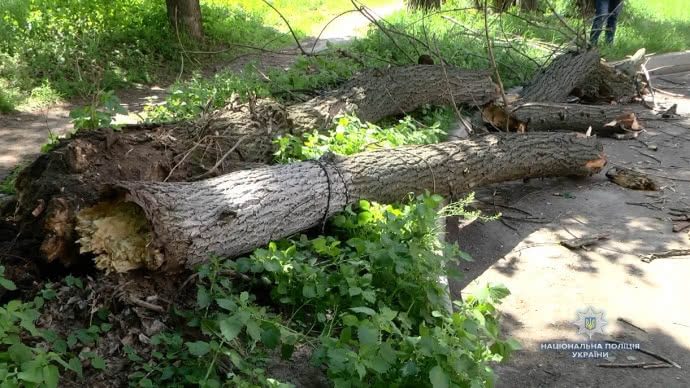 В Черкассах на детей упало дерево - 125608 В Черкассах на детей упало дерево - фото 125608