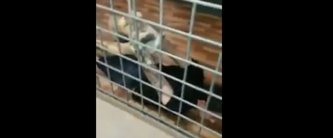 В сеть попало видео пыток российским ОМОНОм и полицией задержанных - фото 135320