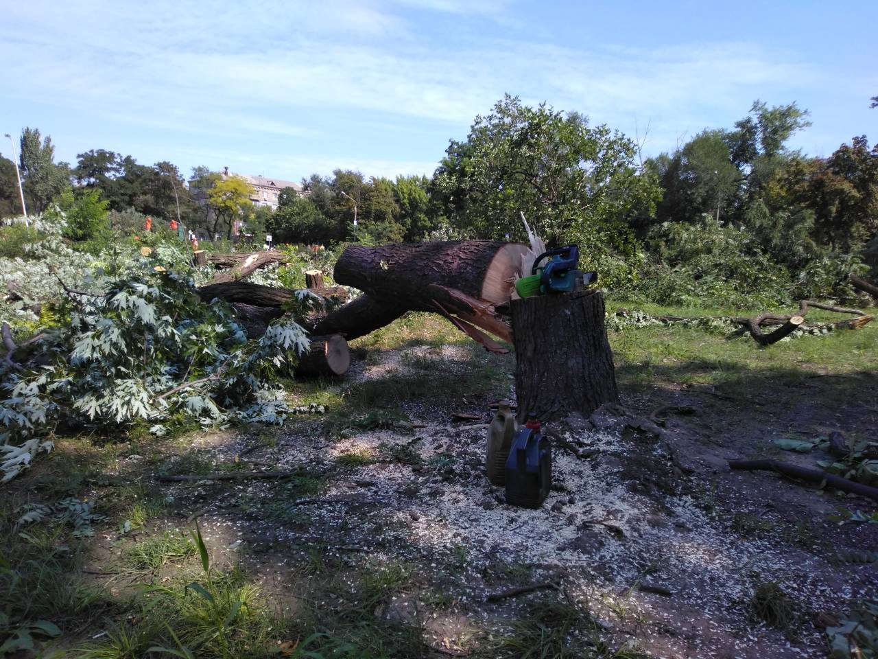 Дефіцити Кальцева: Навіщо у Запоріжжі спиляли півтисячі дерев у центрі міста - фото 140668